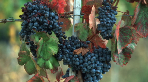 Sangiovese | Fattoria dei Barbi a Montalcino 