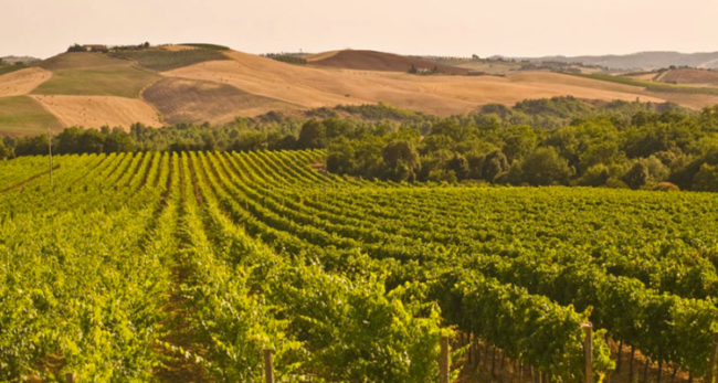 Fattoria dei Barbi | Montalcino Fattoria dei Barbi | Montalcino