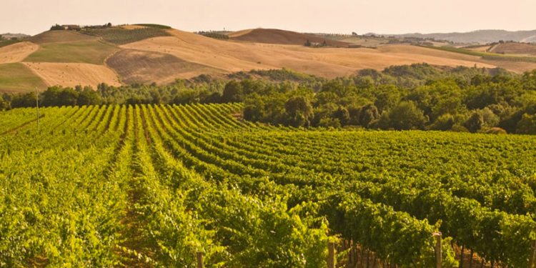 Fattoria dei Barbi | Montalcino Fattoria dei Barbi | Montalcino