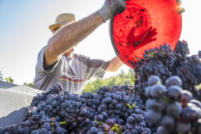 Vendemmia alla Fattoria dei Barbi