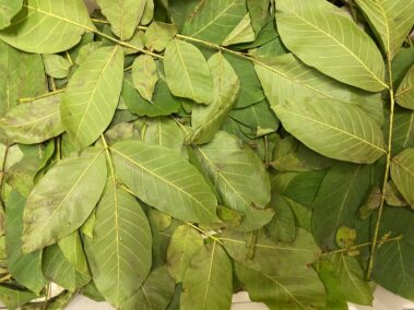 Caseificio dei Barbi