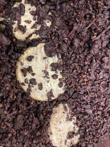 Caseificio dei Barbi